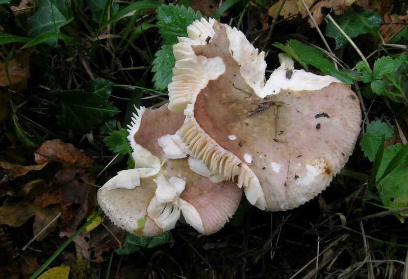 Russula carpini